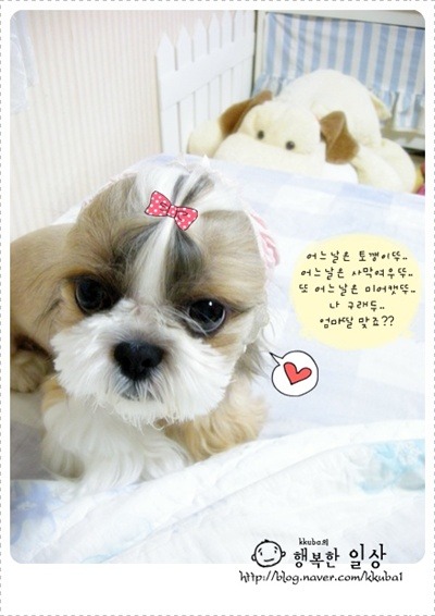 쮸쮸니 이미지