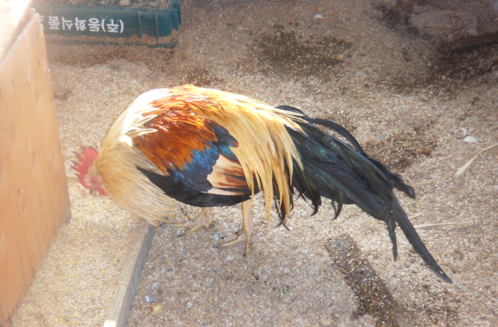 토종닭 이미지