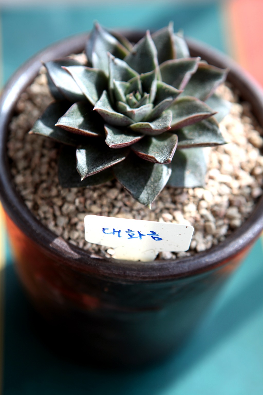 코끼리다육 이미지