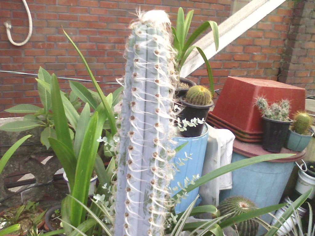 금청 이미지