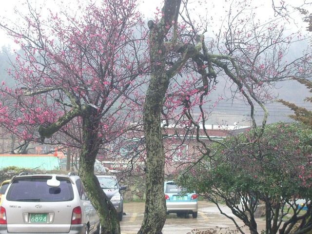 고성초등학교 이미지