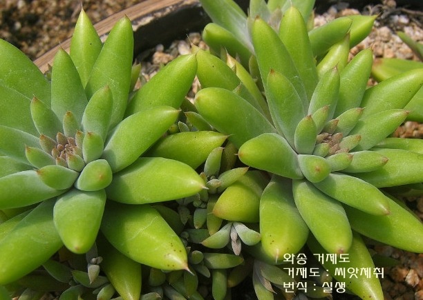 솔다육 이미지