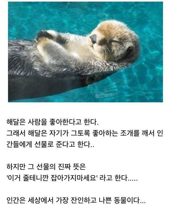 해달 이미지