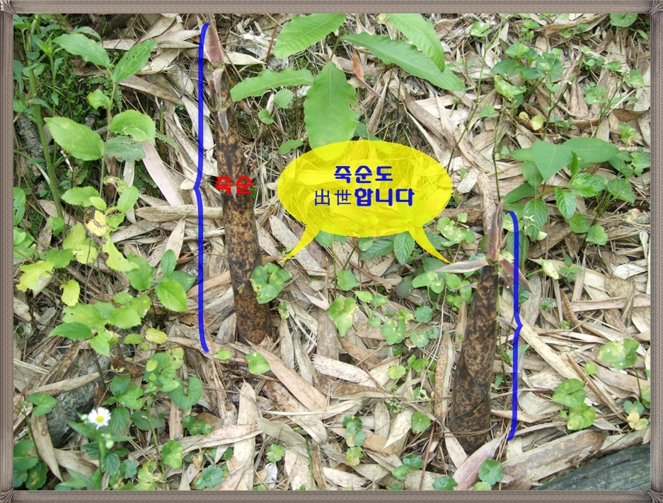 광주동초등학교 이미지