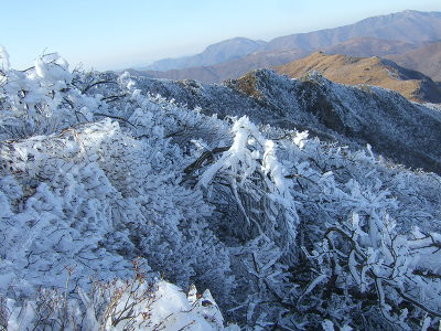 목화 이미지