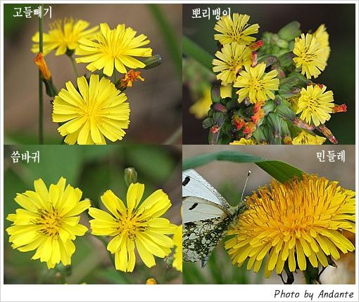 송이와다발 이미지