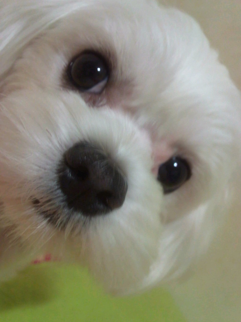마르티스 이미지