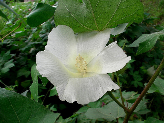 목화밭풍경 이미지