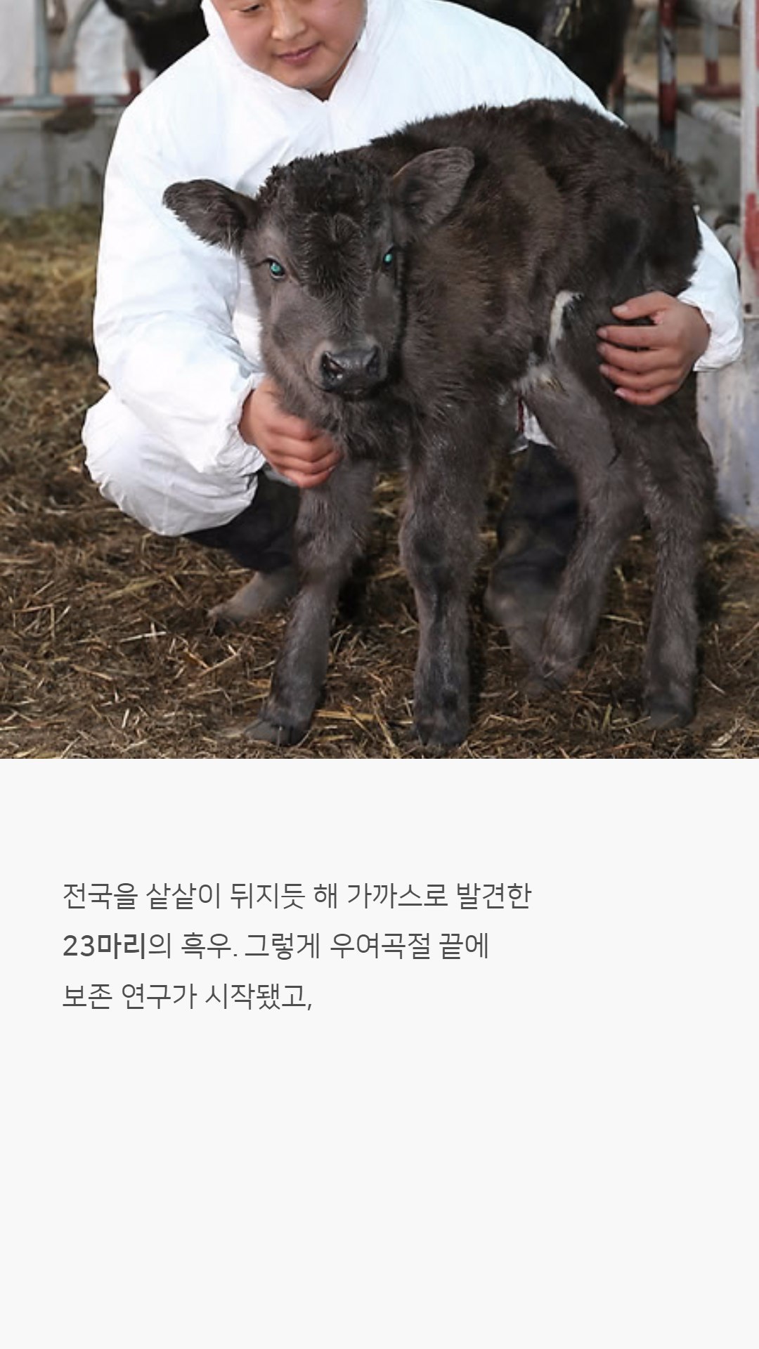 우리나라 한우는 왜 황색일까?jpg | 인스티즈