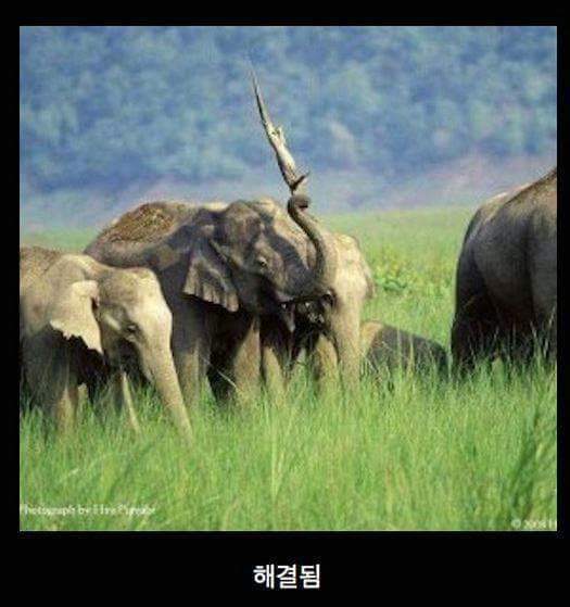 아기코끼리가 물마시는 법 | 인스티즈