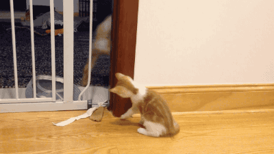 참으로 알수없는 생명체 | 인스티즈