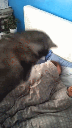 꾹꾹이? 나도 할 수 있거든?gif | 인스티즈