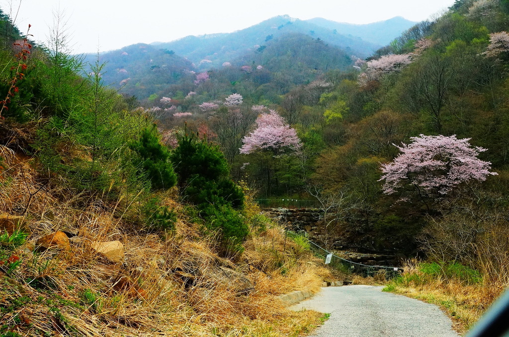 지리산풀잎 이미지