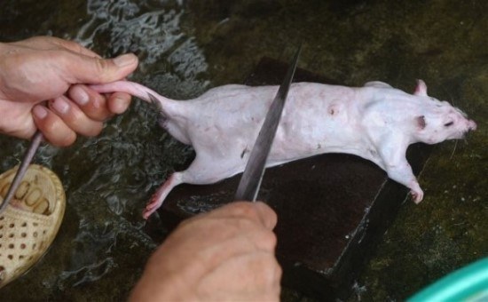 베트남 서민 건강식 쥐고기 구이 만드는 방법 (혐오주의) | 인스티즈