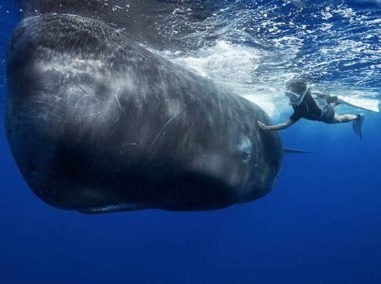 향유고래 | 인스티즈