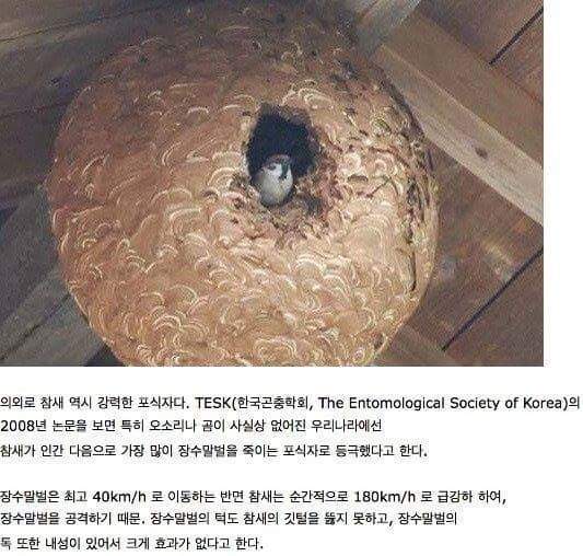 의외의 포식자 | 인스티즈