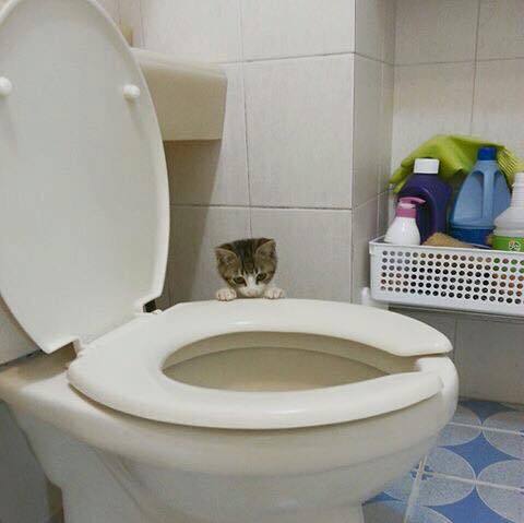 물 내려가는 변기가 신기한 고양이.jpg | 인스티즈