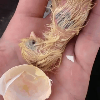앵무새 부화.gif | 인스티즈