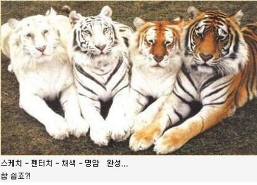 호랑이 그리는 법 | 인스티즈