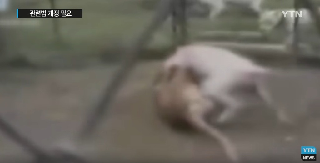 퓨마도 잡는다는 개가 거리 활보?...법 개정 필요 | 인스티즈