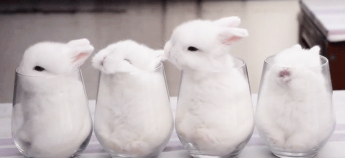 고양이+토끼 | 인스티즈