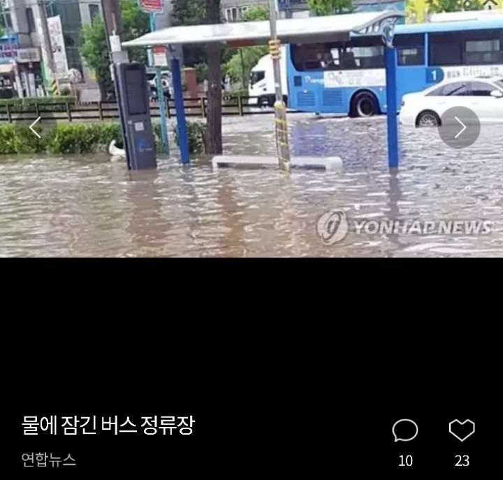 침수된 차량 위에 올라간 고양이 | 인스티즈