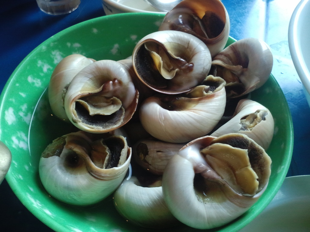 골뱅이 무침의 그 골뱅이 살아생전 모습.jpg ㄷㄷㄷ | 인스티즈