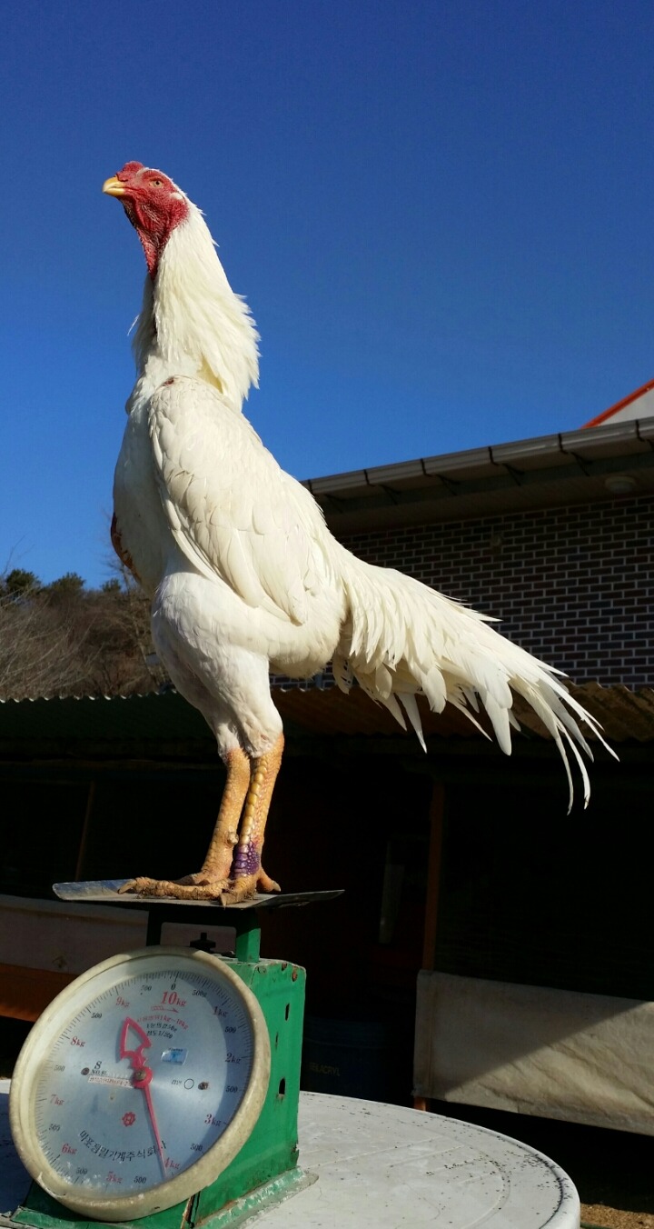 시로2 이미지