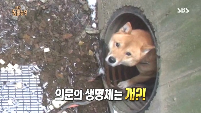 [동물농장] 수로 속에 갇힌 황구가 찾는 희망.JPG (감동주의) | 인스티즈