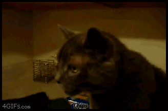 이거보면 고양이 탈덕함.gif | 인스티즈