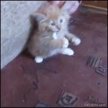 고양이 움짤들 | 인스티즈