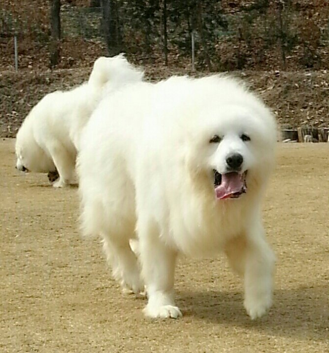 돼랑이 이미지