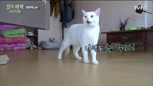 핑크코 핑크귀 핑크젤리인 흰둥이 터키쉬 앙고라 고양이.jpgif (feat. 벌이) | 인스티즈