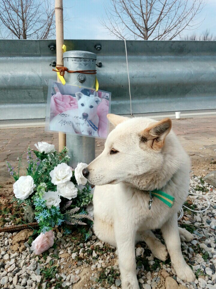 창녕 매실이 이야기를 아시나요?개소주가 되어서 돌아온 우리 매실이를 기억해주세요. 동물보호법강화를 위해 관심가져주세요 | 인스티즈