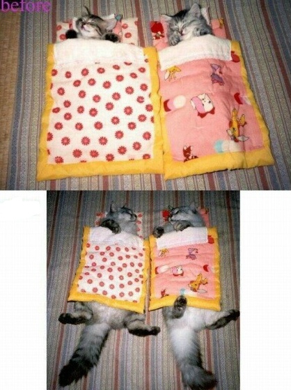 고양이 엄청 자란 모습 | 인스티즈