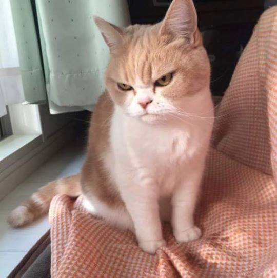 화난 고양이.jpg | 인스티즈