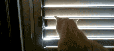 시크한 고양이 .gif | 인스티즈