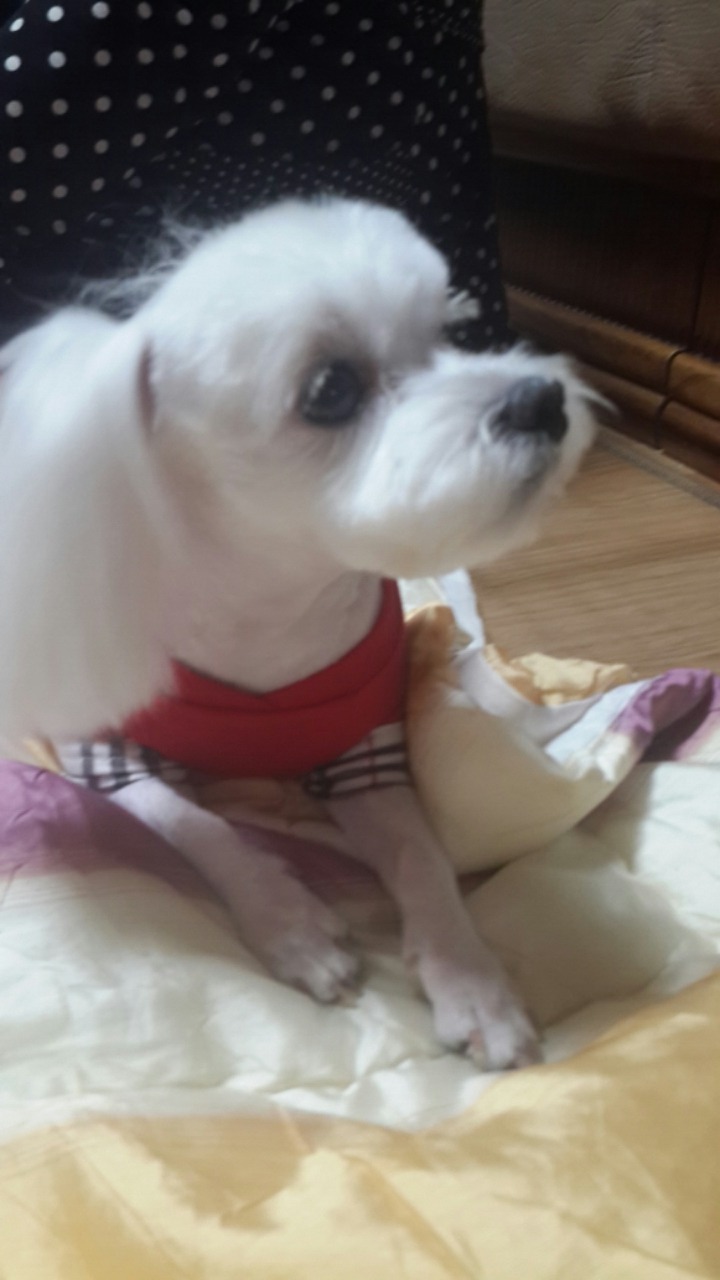 알리에 이미지
