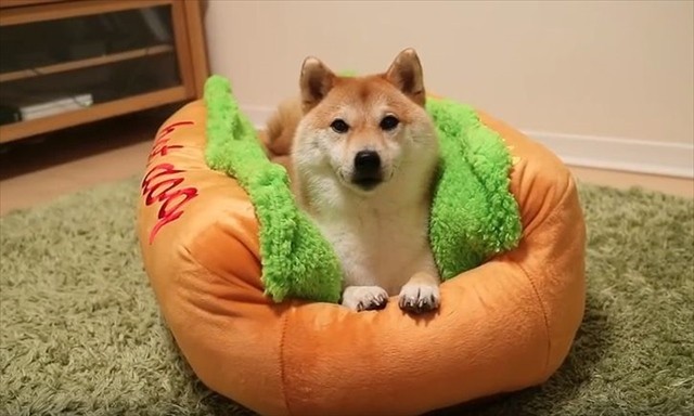 핫한핫도그 이미지