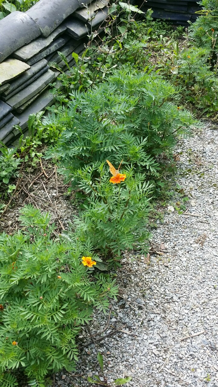 축령산휴림 이미지