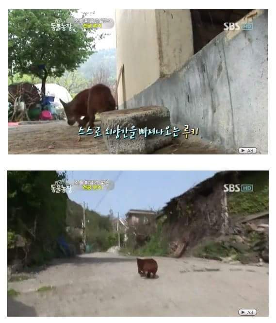 의리빼면 시체인 강아지 | 인스티즈