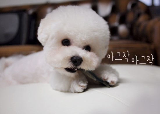 비숑 이미지