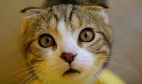 심쿵사 할 준비가 된 자만 들어오라(feat.고양이) | 인스티즈