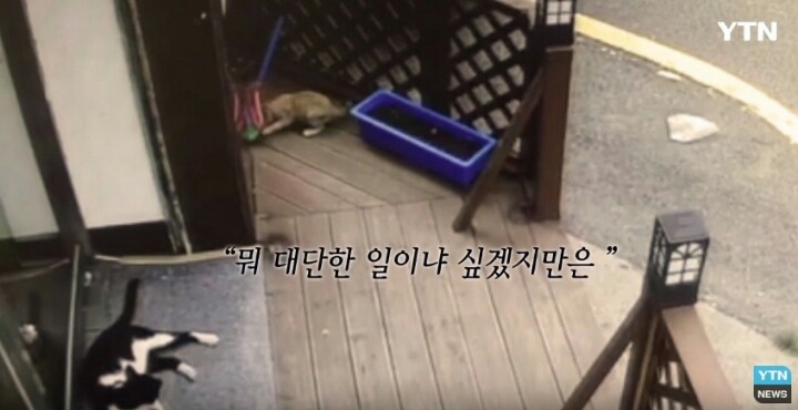 분노주의)웃는 얼굴로 새끼 고양이 내던지고 도망간 미친넘 | 인스티즈