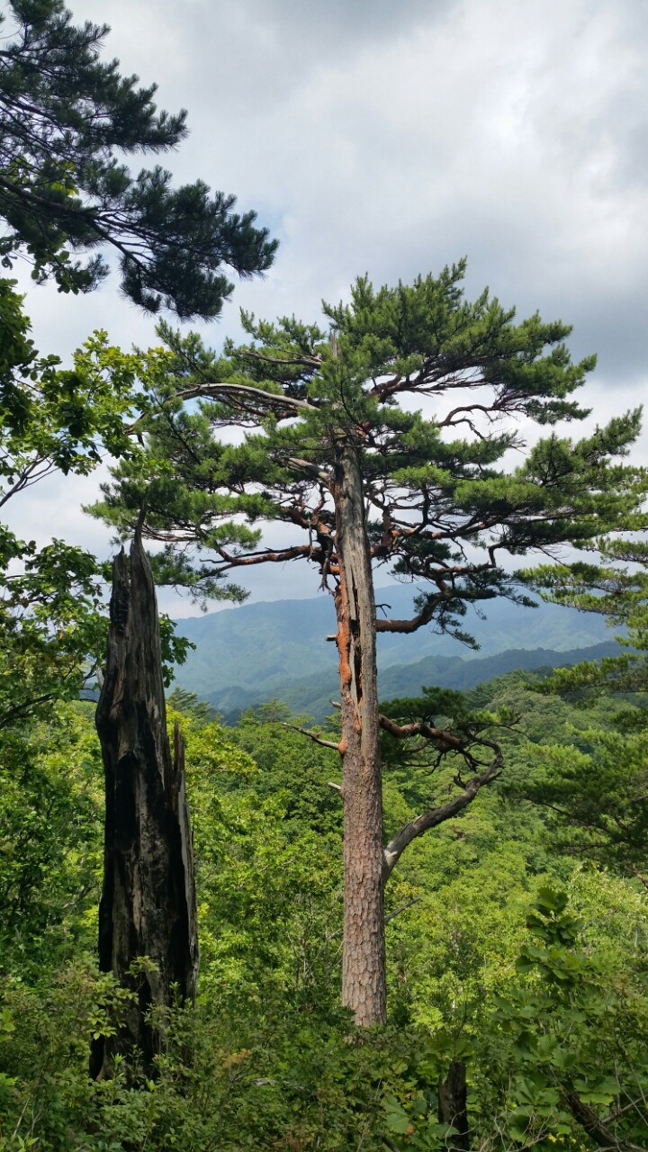 소나무 이미지