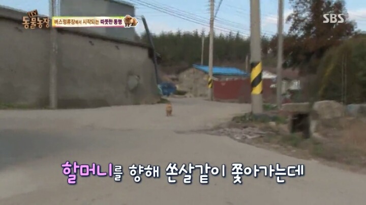 [동물농장] 할머니와 발바리의 따뜻한 우정 | 인스티즈