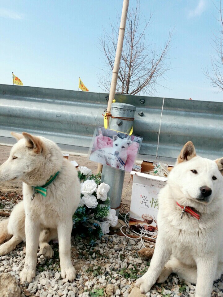 사랑하는 내 동생은 개소주가 되어서 돌아왔고 저는 개소주녀가 되었습니다 | 인스티즈