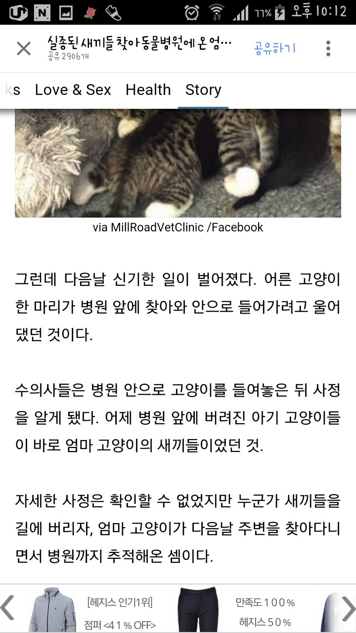 실종된 새끼들 찾아 동물병원에 온 엄마 고양이 | 인스티즈