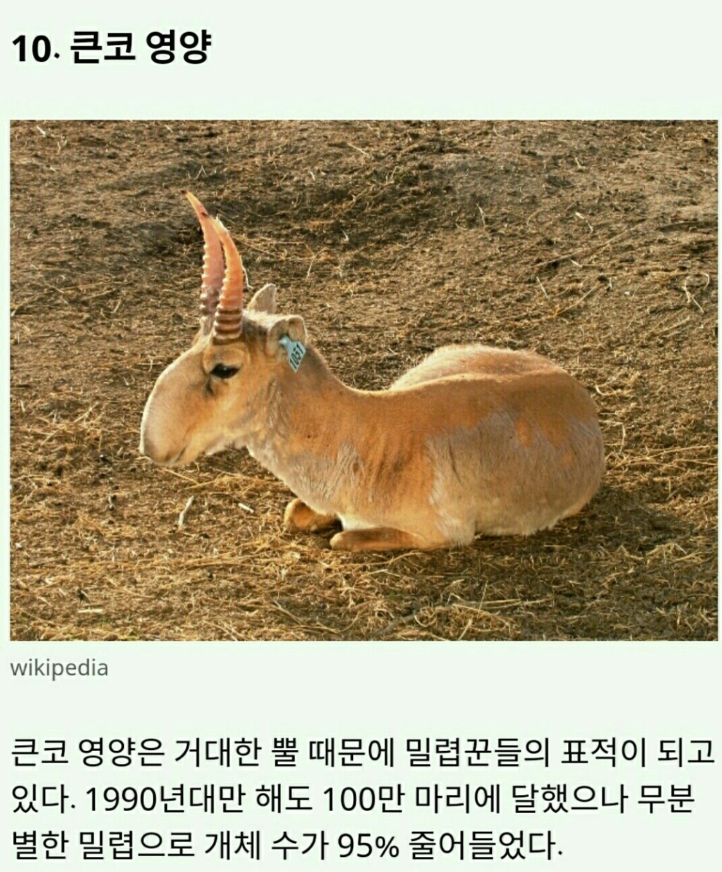멸종위기에 놓인 귀여운 동물 10가지 | 인스티즈