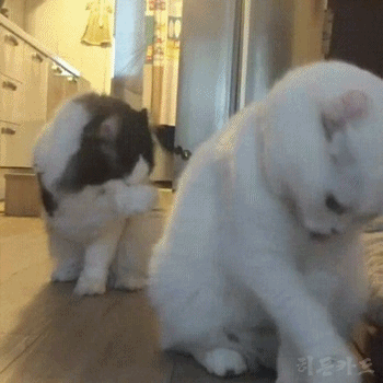 캔 따는 소리가 들렸다.gif | 인스티즈